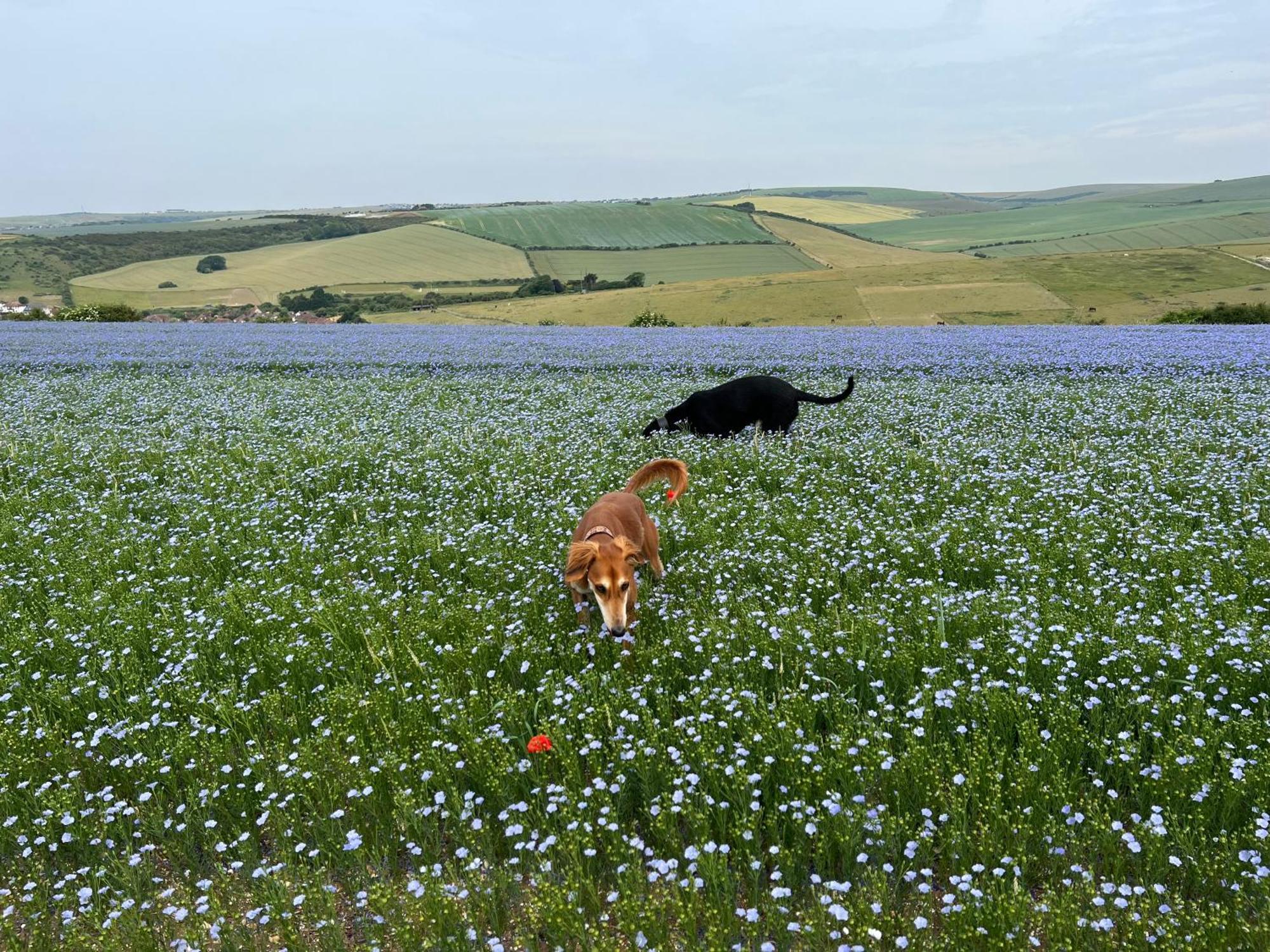 Homestay Saltdean