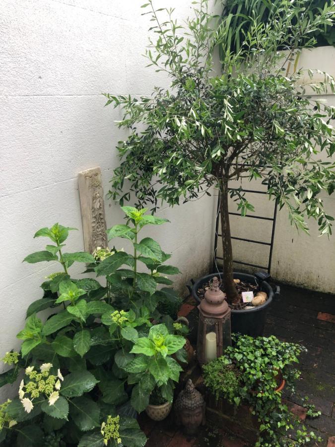 Olive Tree Brighton
